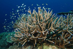 corail corne cerf